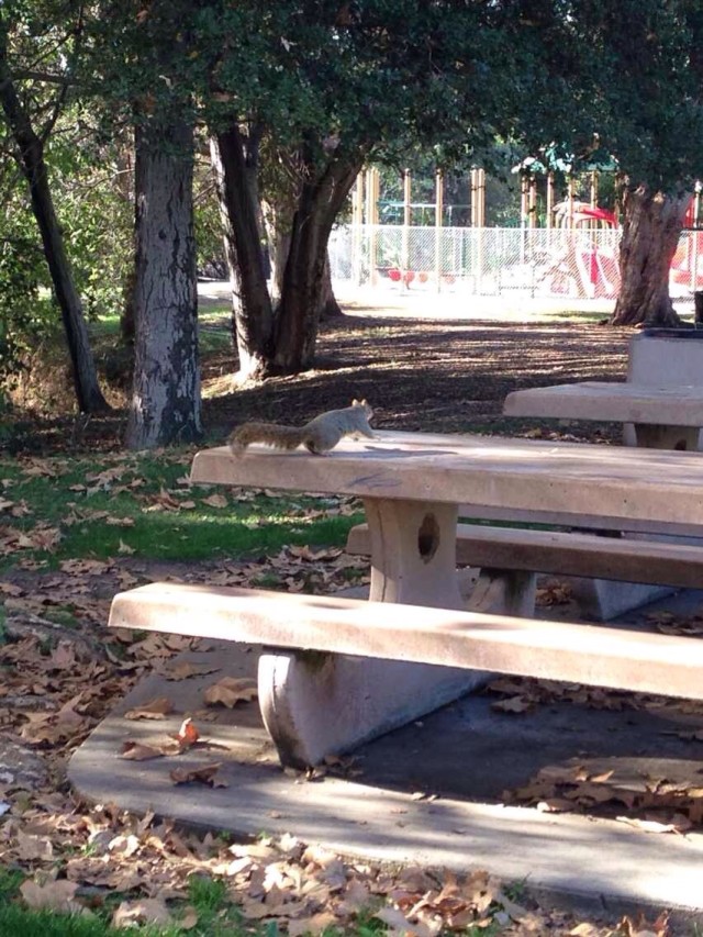 松鼠 - 赴美生子不难，诚实过海关经历分享