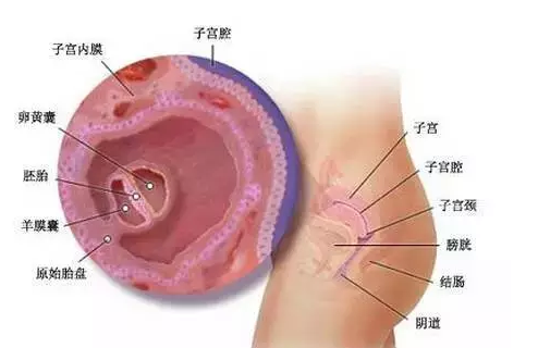 QQ截图20160226130705 - 子宫内膜环境对试管婴儿成功率重要吗？美国试管婴儿世界成功率最高