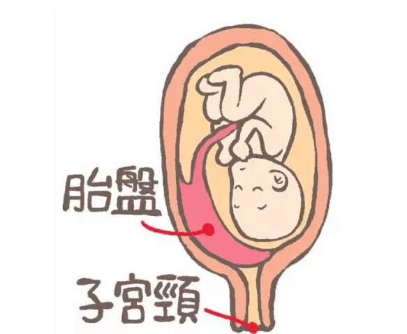 QQ截图20160308173822 - 胎盘到底能不能吃？