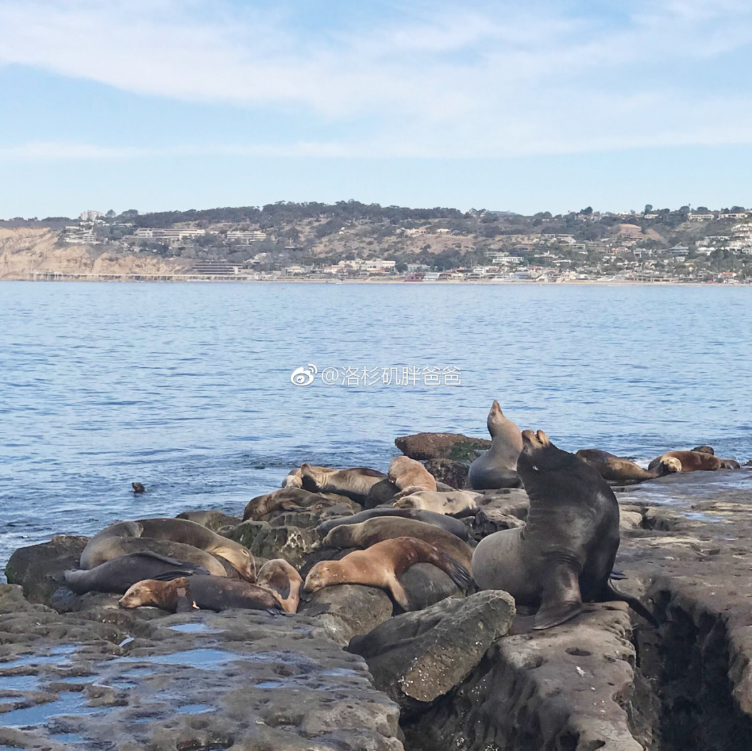 图片117 - 月子中心组织赴美生子客人圣地亚哥一日游