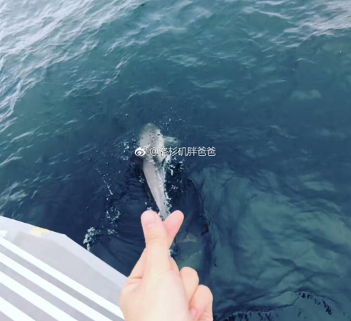 微信截图 20180111174045 - 上海夫妻到美国买精子做试管生混血宝宝